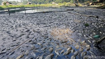 Foto: Ribuan ikan di Ranu Klakah Lumajang mati