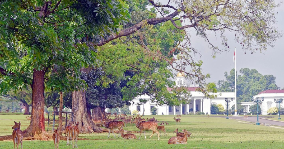 Rusa totol di kawasan Istana Bogor [foto: Kementerian Sekretariat Negara
Republik Indonesia]