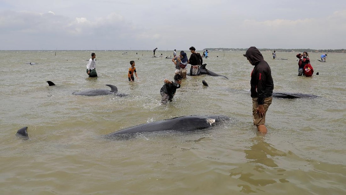 Foto: Puluhan paus pilot terdampar di pantai Desa Patereman, Modung, Bangkalan Madura, Jumat (19/2/2021).  (AP/Trisnadi)