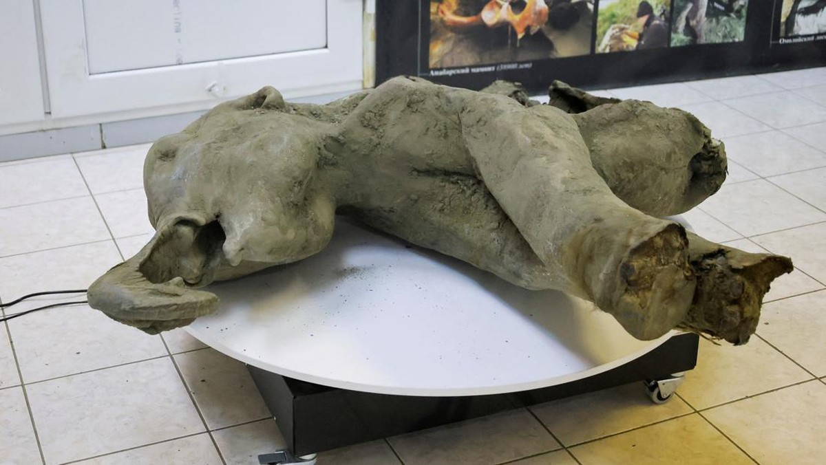 Foto: Bangkai bayi mammoth, yang diperkirakan berusia lebih dari 50.000 tahun dan baru-baru ini ditemukan di lapisan es Siberia di kawah Batagaika di distrik Verkhoyansky, Yakutia, terlihat di balik pagar kaca selama demonstrasi di laboratorium Museum Mammoth di Universitas Federal Timur Laut di Yakutsk, Rusia, 23 Desember 2024. (REUTERS/Roman Kutukov)
