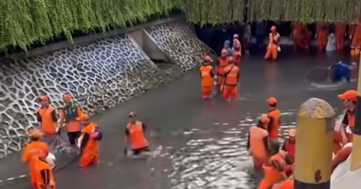 Jakarta Bersih-bersih Ikan Sapu-sapu! Ketahui Sebab dan Bahaya yang Ditimbulkan