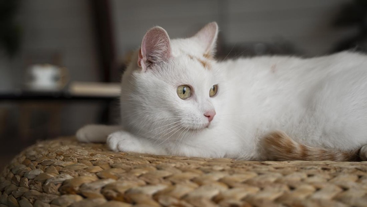 Kucing yang 