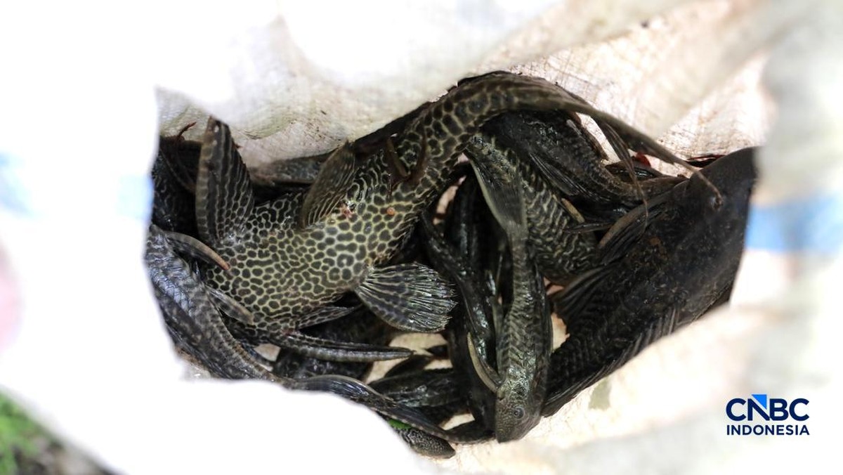 Foto: Petugas PPSU Kelurahan Gedong menunjukkan ikan sapu-sapu usai ditangkap di Kali Baru, Pasar Rebo, Jakarta Tinur, Senin (20/4/2026). (CNBC Indonesia/Muhammad Sabki)
