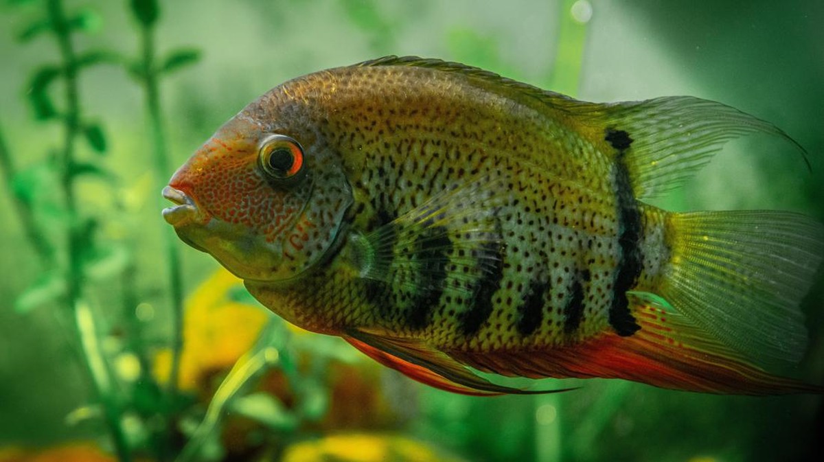 Foto: ikan red devil (Pexel)