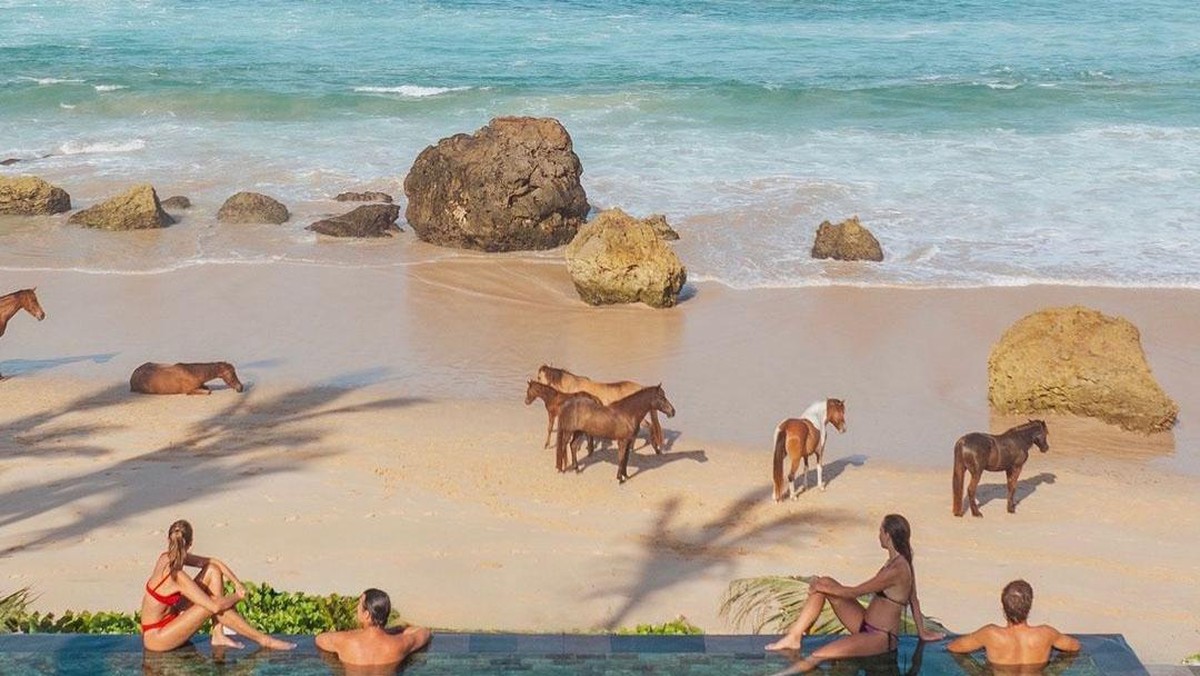 Foto: Sejumlah kuda berlari di NIHI Sumba. (Instagram @nihi)
