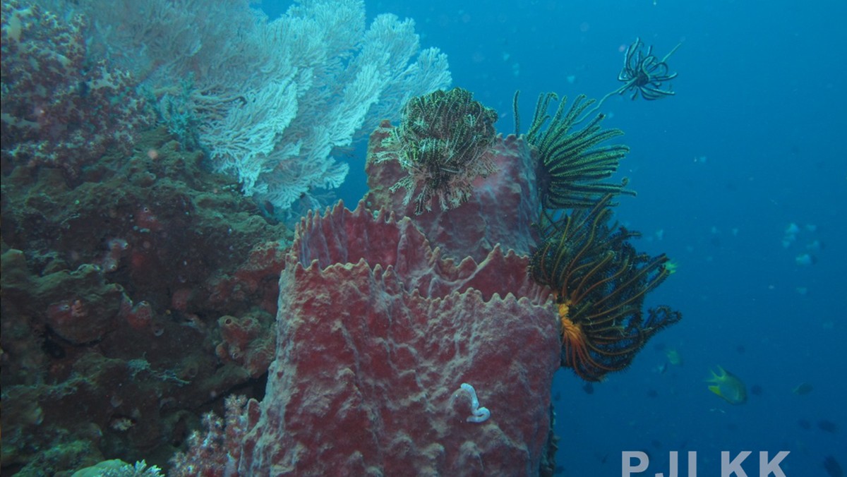 Foto: Taman Nasional Bunaken. (Dok. jasling.menlhk)