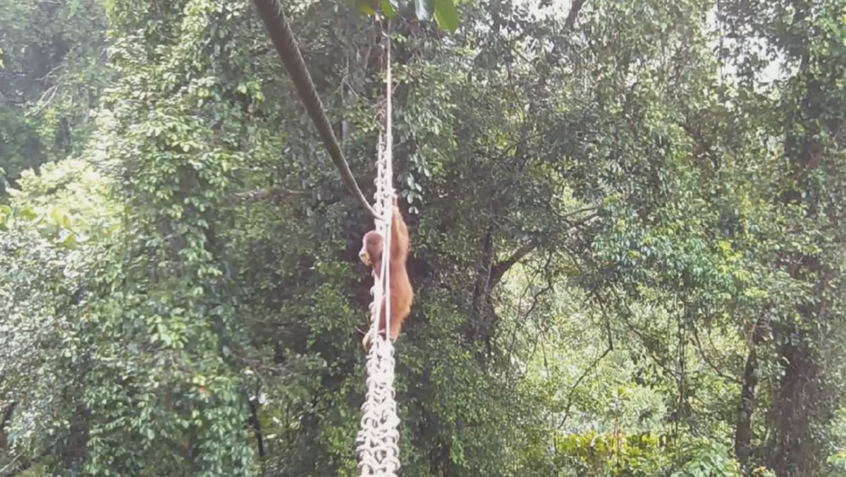 Foto: Orangutan Sumatra Menggunakan Jembatan Kanopi untuk Mengatasi Fragmentasi Hutan. (YouTube/Sumatran Orangutan Society)