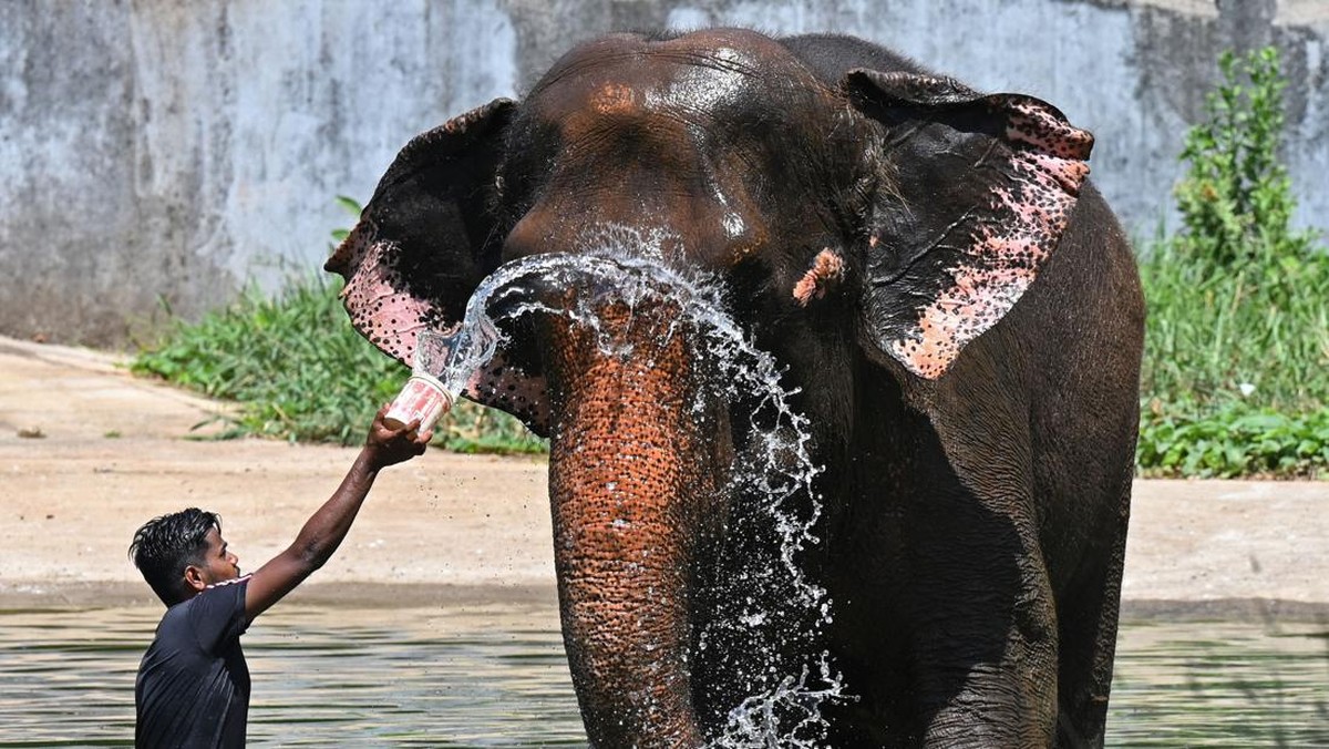 Foto: Petugas memandikan Gajah ditengah cuaca panas di Veermata Jijabai Bhosale Udyan and Zoo, Mumbai, India, Selasa, (2/5/2023). AFP via Getty Images/PUNIT PARANJPE
