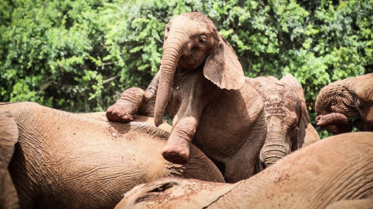 Foto: Gajah Roho. Ist
