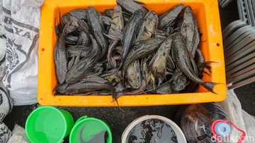 Foto: Muhammad Reevanza/detikfoto
