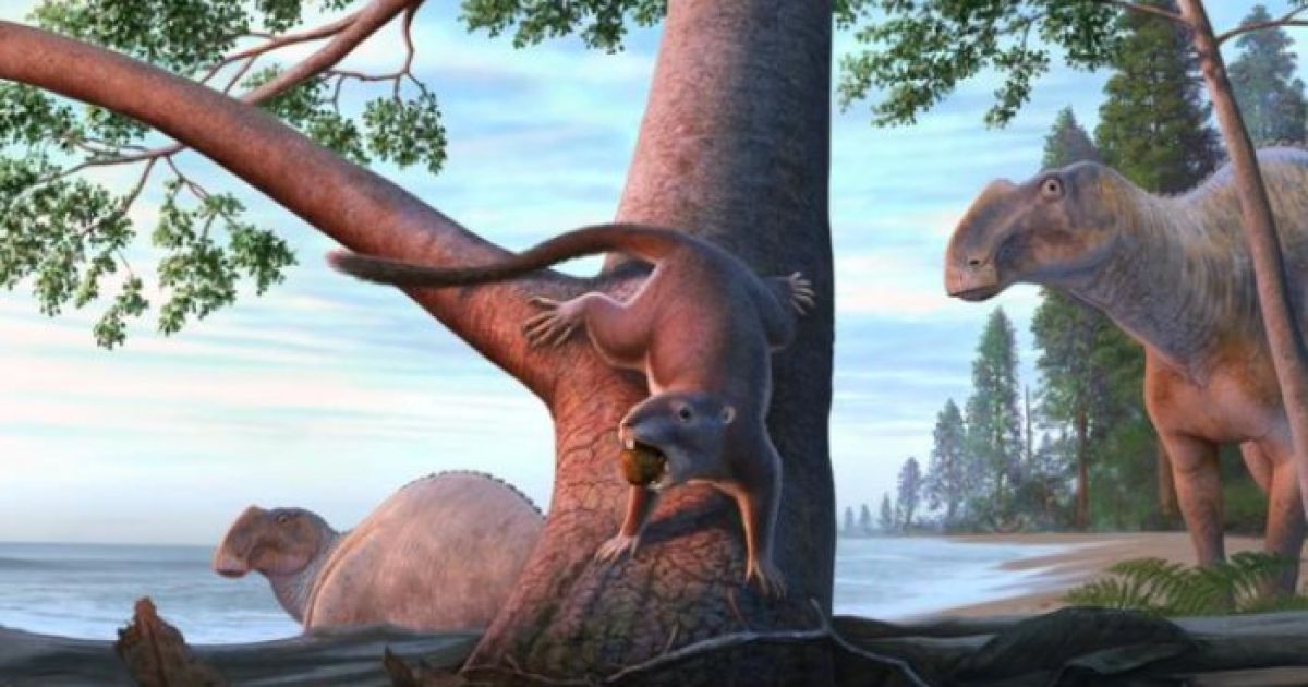 Fakta Cimolodon Desosai, Mamalia Purba yang Bertahan Kepunahan Dinosaurus