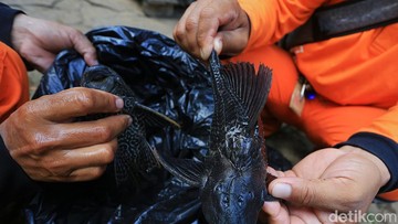 Risiko Kesehatan Konsumsi Siomay Ikan dari Ikan Sapu-Sapu: Langkah Cepat Detoksifikasi Logam Berat