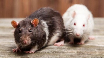 Ilustrasi Hantavirus DW (SoftNews)
