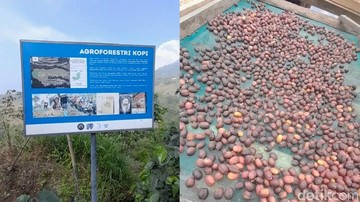 Inovasi Agroforestri Kopi Arabika Boyolali: Strategi Jitu Lindungi Hulu Sungai Pusur