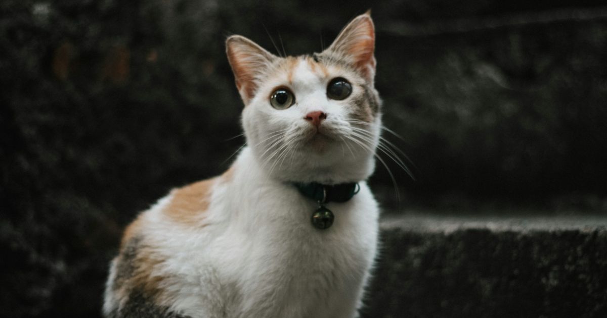 Ilustrasi cara merawat bulu kucing yang baik dan benar [Foto:Unsplash]