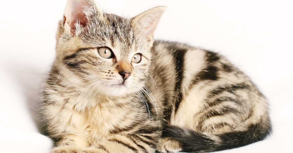 Ilustrasi penyebab kucing bersikap manja [Foto:Pixabay]