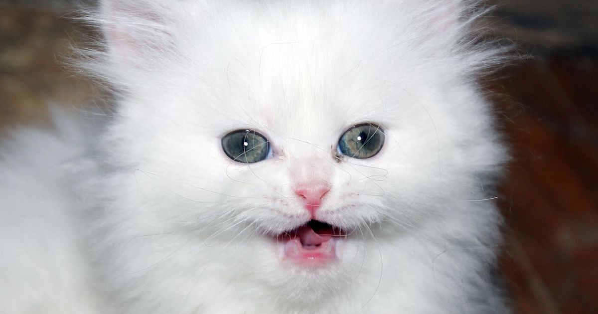 Ilustrasi jenis kucing yang populer di Indonesia [Foto:Pixabay]