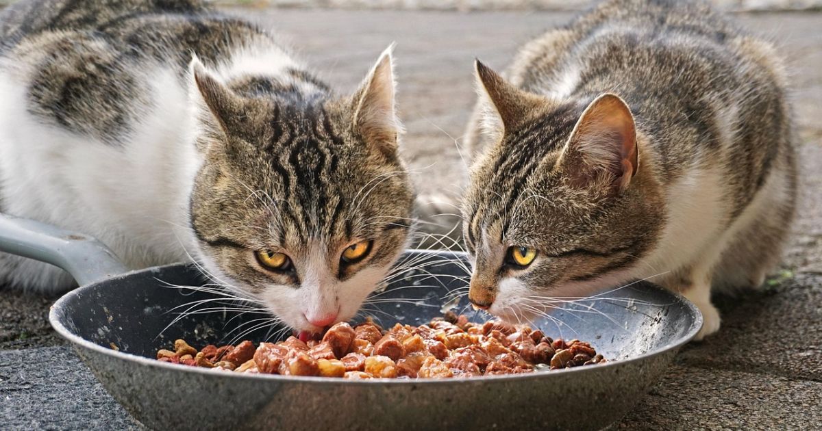 Ilustrasi merk makanan kucing yang menyehatkan [Foto:Pixabay]