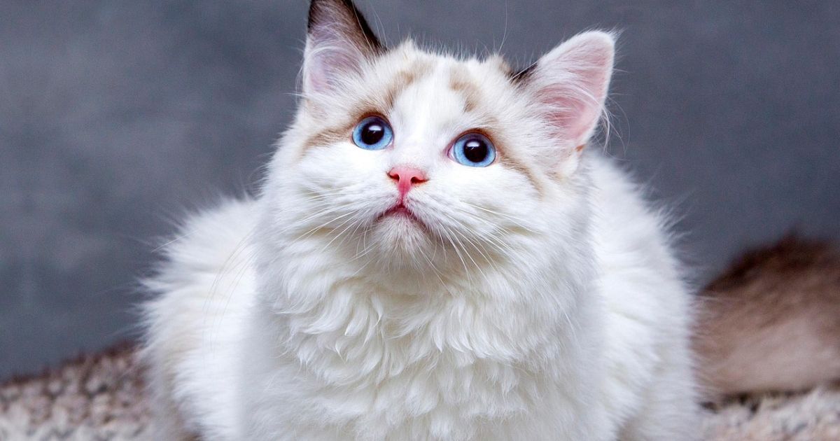 5 Kucing Termahal di Dunia dengan Harga Fantastis, Bisa Beli Rumah!