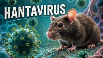 23 Kasus Terdeteksi Hantavirus Masuk RI, Jakarta dan Yogyakarta Paling Banyak/Foto: detikINET via chatgpt