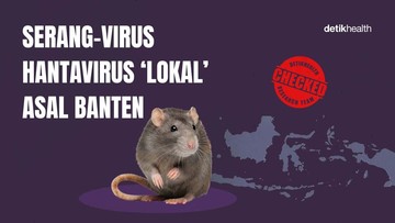 Hantavirus lokal dari Serang, Banten. Foto: infografis detikHealth