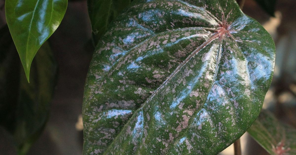 Ilustrasi manfaat daun sirih untuk kesehatan [Foto:Pixabay]