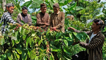 Aroma Syukur dan Kopi Temanggung: Menelusuri Makna Tradisi Nublek yang Penuh Harapan