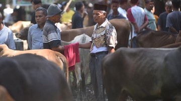 Pedagang dan pembeli ternak bernegosiasi harga menggunakan jari di balik kain di Pasar Ternak Sungai Sariak, Padang Pariaman, Sumatera Barat, Rabu (20/5/2026). Tradisi tersebut dilakukan dengan cara kedua pihak menutupi tangan menggunakan kain atau sarung saat menentukan harga ternak. Melalui sentuhan dan gerakan jari, pedagang dan pembeli menyampaikan angka penawaran tanpa diketahui orang lain. Cara unik itu dipercaya dapat menjaga kerahasiaan harga sekaligus menghindari campur tangan pihak lain dalam proses transaksi. ANTARA FOTO/Fitra Yogi