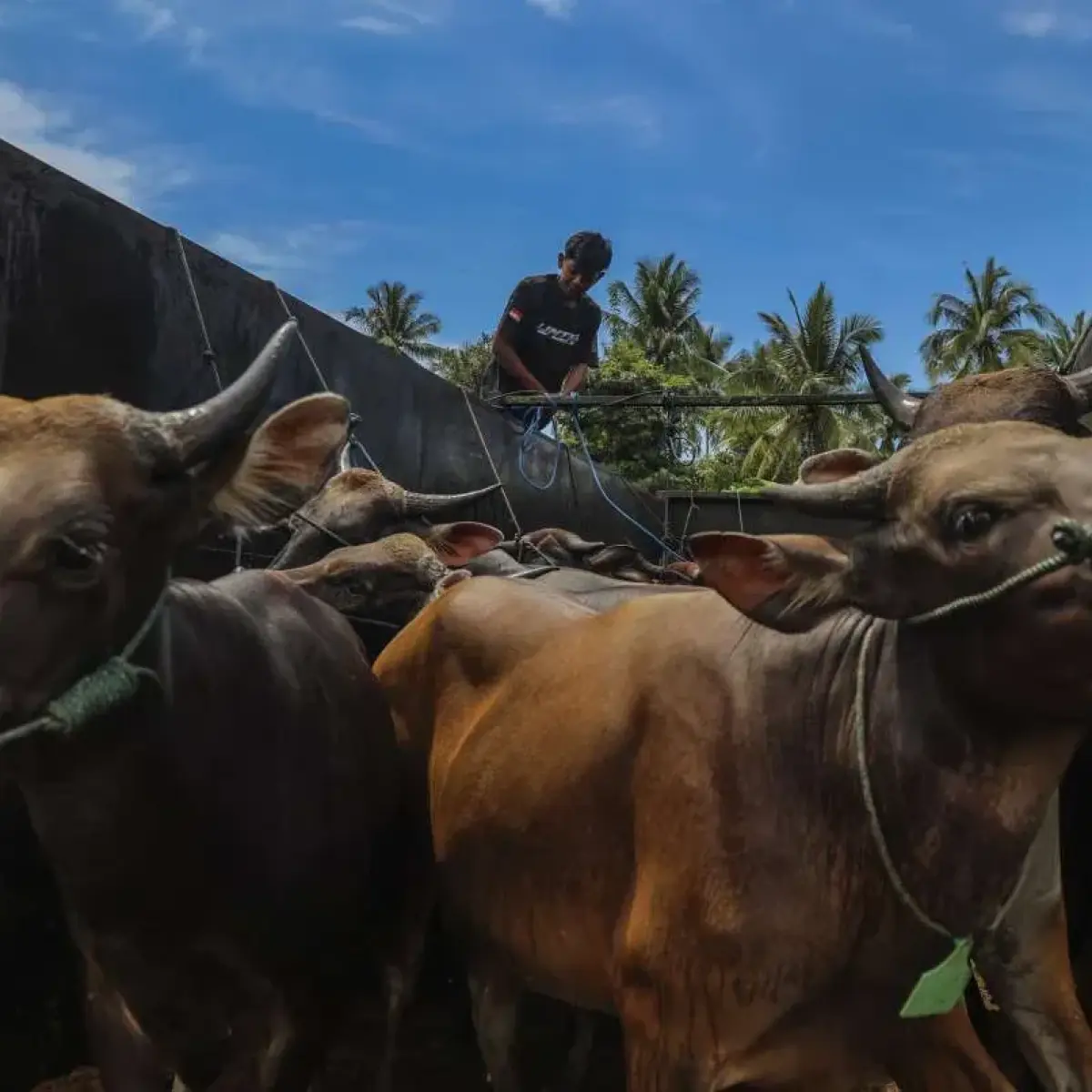 ILUSTRASI. Pemprov Malut siapkan 100 ekor sapi kurban jelang Idul Adha 2026 (ANTARA FOTO/Andri Saputra)
