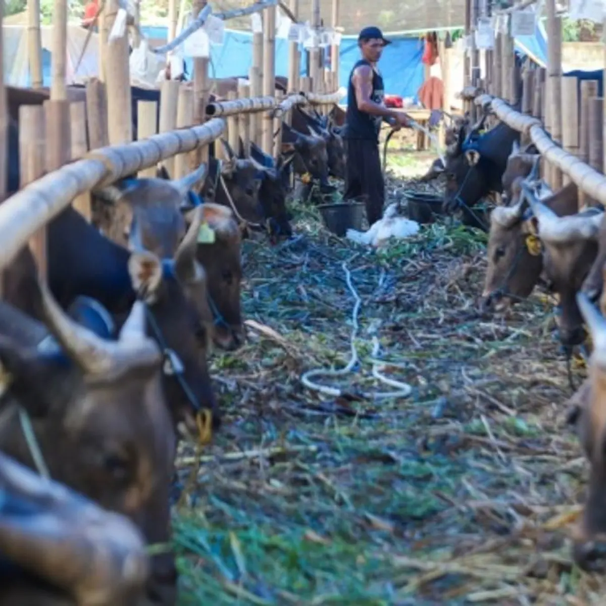 Penjual merawat sapi kurban jenis sapi bali di penampungan hewan kurban yang ada belakang kantor Wali Kota Jakarta Timur, Jumat (22/5/2026). [Suara.com/Alfian Winanto]