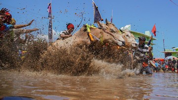 Sebanyak 31 peserta dari berbagai daerah di Jawa Timur turut ambil bagian dalam festival tersebut. Para joki tampak beradu kecepatan memacu pasangan sapi di lintasan tanah, disaksikan ratusan warga yang memadati area arena sejak pagi hari. Sorak sorai penonton terdengar setiap kali sapi melesat cepat menuju garis akhir. Tradisi khas Jawa Timur tersebut kembali digelar sebagai bagian dari upaya melestarikan budaya lokal yang telah ditetapkan sebagai warisan budaya tak benda. ANTARA FOTO/Irfan Sumanjaya