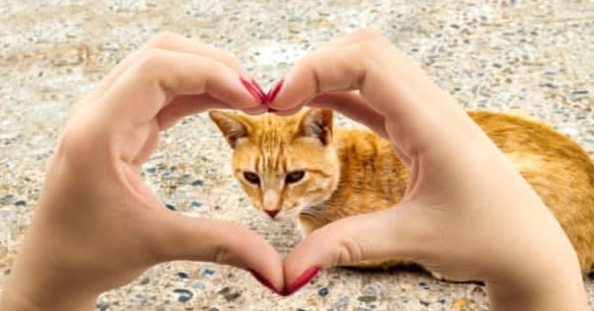 5 Ciri Kepribadian Pencinta Kucing, Tenang hingga Sering Overthinking