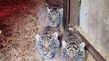 Empat Bayi Harimau Sumatra Lahir di Inggris, Harapan Baru Konservasi Spesies Langka