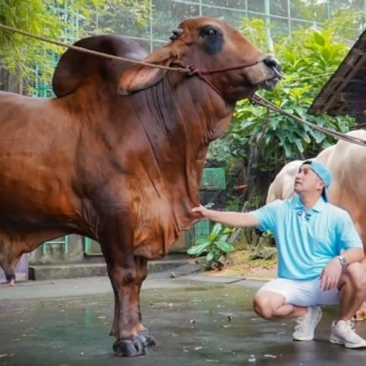 Irfan Hakim mengaku banjir pesanan sapi kurban untuk tahun ini, yang kebanyakan dari rekan artis dari Raffi Ahmad hingga Maia Estianty. [Instagram]
