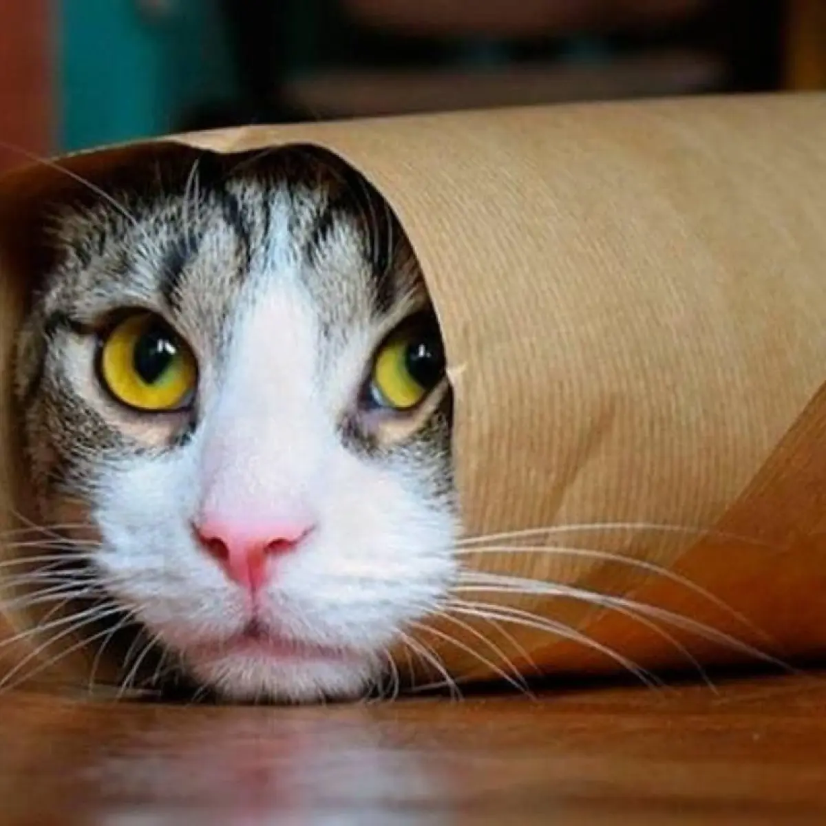 Mengupas Tuntas 5 Jurus Ampuh Basmi Infeksi Jamur pada Kucing Kesayangan Anda