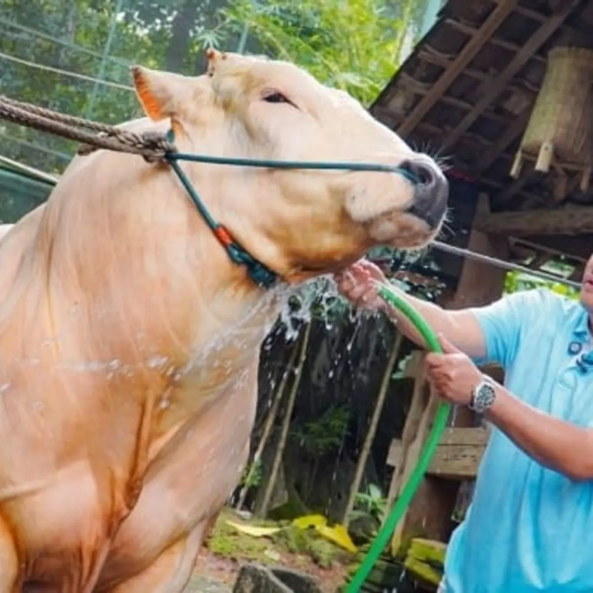 Sapi kurban Irfan Hakim menangis jelang disembelih. [Instagram]