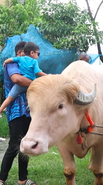 Momen Haru: Kerbau Albino Mirip Tokoh Dunia Selamat dari Penyembelihan dan Kini Diasuh Kebun Binatang Nasional