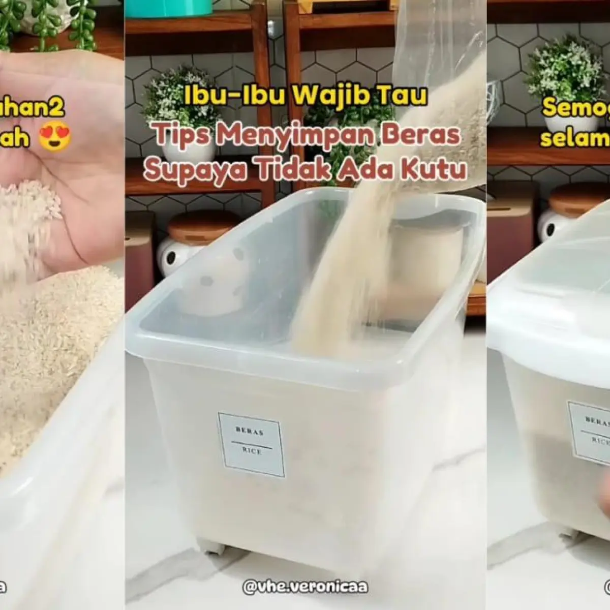 Rahasia Stok Beras Awet Bertahun-Tahun: Teknik Penyimpanan Anti-Kutu Paling Efektif