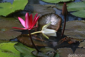 Warga menikmati suasana Taman Bendera Pusaka di Kebayoran, Jakarta Selatan, Senin (1/6/2026). Di area kolam, tanaman teratai air (water lily) tampak menutupi hampir seluruh permukaan air sehingga menciptakan pemandangan yang asri.