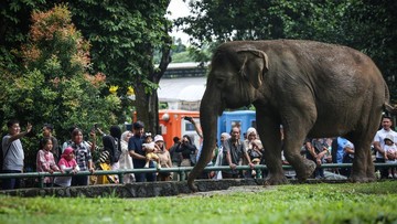 Gajah di TM Ragunan (Asprilla Dwi Adha/Antara)