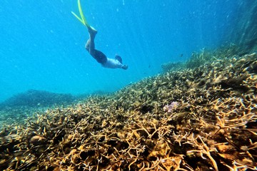 Wisatawan menikmati keindahan terumbu karang saat menyelam di perairan Pulau Balikukup, Berau, Kalimantan Timur, Senin (1/6/2026). ANTARA FOTO/Angga Palguna