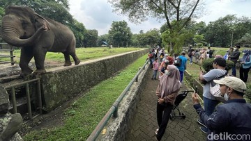 Ilustrasi TM Ragunan (Rengga Sancaya)