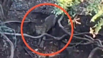 Penampakan macan di hutan Cangar ternyata direkam di hutan Baluran (dok. Istimewa)