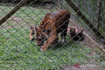 Empat anak harimau tersebut lahir dari pasangan indukan Praja dan Dini, dengan komposisi tiga jantan dan satu betina (3.1). Momen ini tergolong langka karena umumnya harimau hanya melahirkan 2-3 anak. Foto: ANTARA/Fahmi Alfian