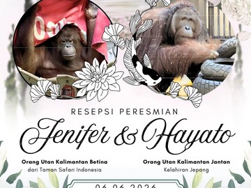 Momen Bersejarah: Sepasang Orangutan Asal Kalimantan Bersatu Kembali di Negeri Sakura