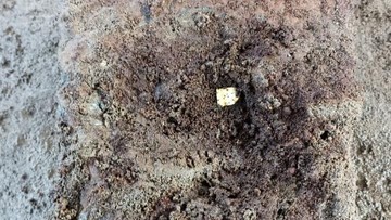 Kepingan emas ditemukan di candi Losari (dok. Balai Pelestarian Kebudayaan (BPK) Wilayah X)
