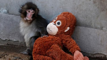Punch di Ichikawa City Zoo (Kim Kyung-Hoon/Reuters)