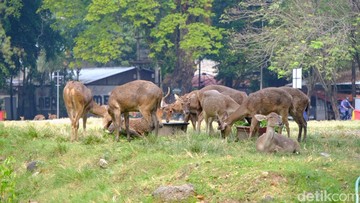 Rusa di Taman Sriwedari, Kota Solo (Agil Trisetiawan Putra/detikJateng)