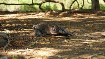 Mengenal Lebih Dekat Sang Predator Purba: Fakta Unik Komodo Sebelum Eksplorasi Pulau Komodo