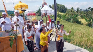 Tradisi panen yang digelar setiap bulan Juni ini tidak hanya menjadi bagian dari siklus pertanian masyarakat setempat, tetapi juga menjadi simbol keberlanjutan warisan budaya yang telah diakui dunia. ANTARA FOTO/Nyoman Hendra Wibowo